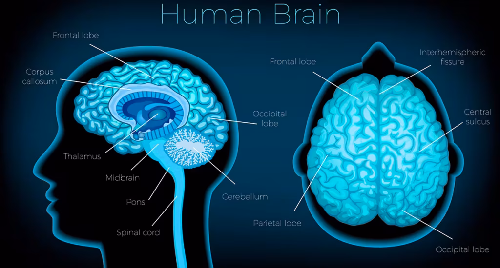 alt="Ilustração das regiões do cérebro relacionadas à memória e cognição avaliadas pela Neurologia Cognitiva"