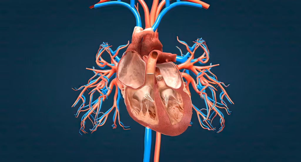 "Ilustração do sistema cardiovascular avaliado pelo cardiologista"