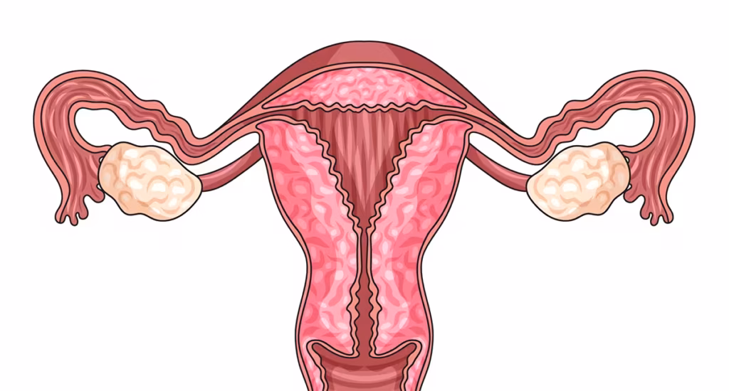 ilustração de folículos ovarianos representando reserva ovariana feminina